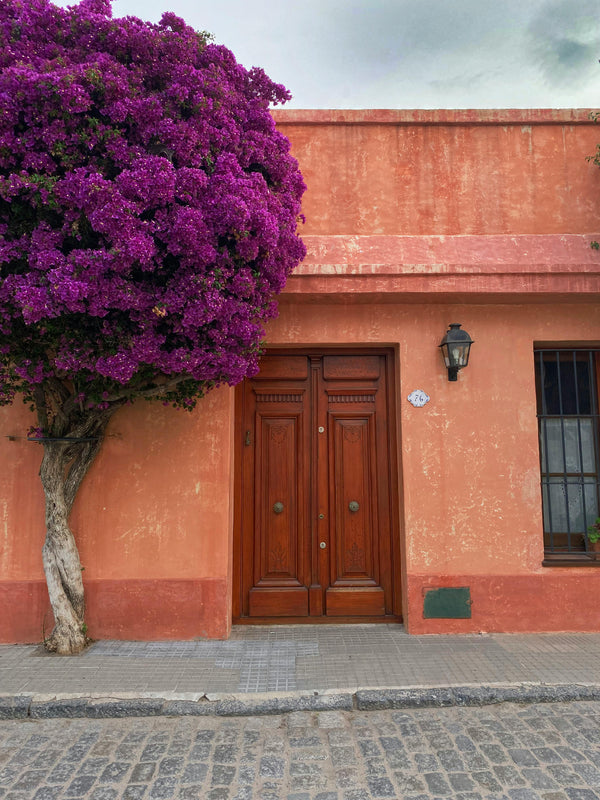 Mexican Home with Jacaranda Tree for Sustainable Spring Cleaning - Eco-friendly Cleaning 