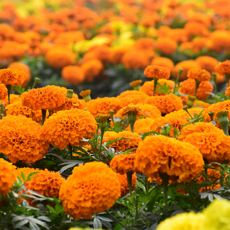 Cempasúchil Bouquet Mexican Orange Marigold Flowers used for Day of Dead (Dia de Muertos) ofrendas