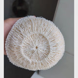 Dry agave body sponge showing front and back and ergonomic handle in shower